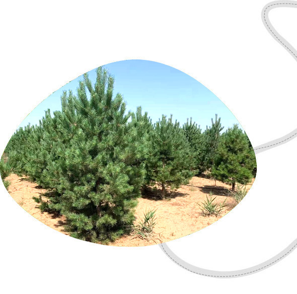 多條生產(chǎn)線，交期保障